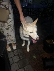 Found/Stray Unknown Dog last seen St Simon and jude, Spring, TX 77381