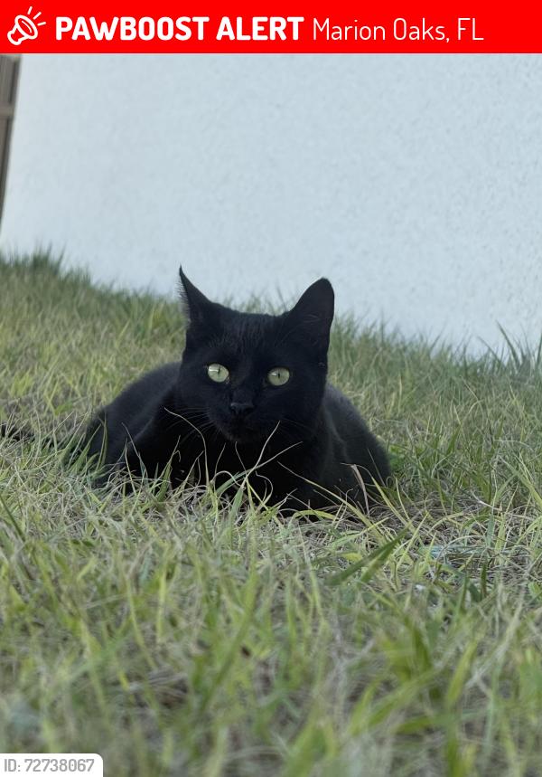 Lost Female Cat last seen Cerca 484 , Marion Oaks, FL 34473