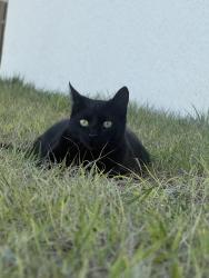 Lost Female Cat last seen Cerca 484 , Marion Oaks, FL 34473