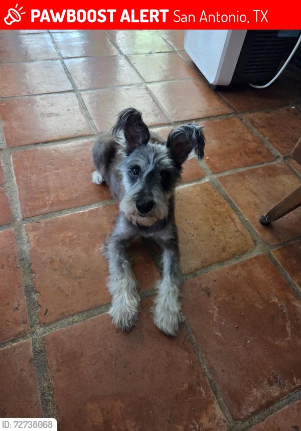 Lost Male Dog last seen W Quill and Hillcrest Dr, San Antonio, TX 78228