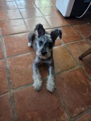 Lost Male Dog last seen W Quill and Hillcrest Dr, San Antonio, TX 78228