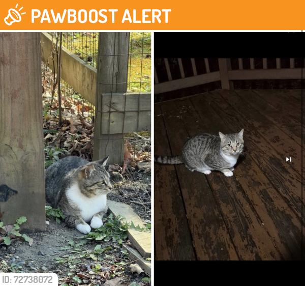 Found/Stray Male Cat last seen Glenwood subdivision, Chesterfield County, VA 23832