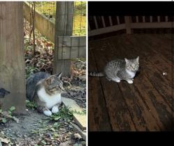 Found/Stray Male Cat last seen Glenwood subdivision, Chesterfield County, VA 23832