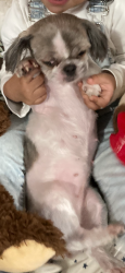 Lost Female Dog last seen Dilling avenue 🐴 , Black Mountain, NC 28711