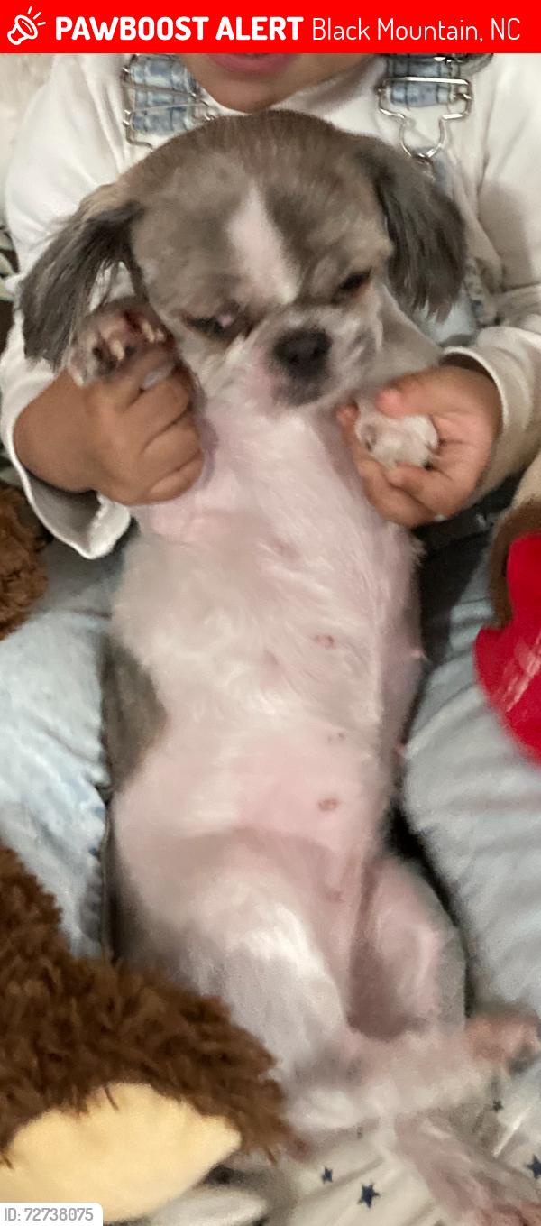 Lost Female Dog last seen Dilling avenue 🐴 , Black Mountain, NC 28711