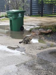 Found/Stray Unknown Cat last seen Nevada st and commonwealth , Houston, TX 77006