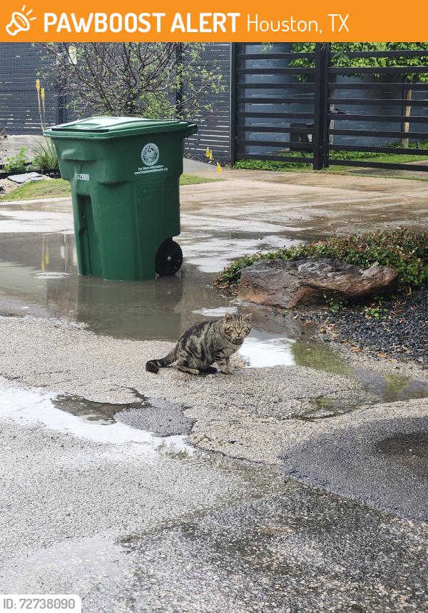 Found/Stray Unknown Cat last seen Nevada st and commonwealth , Houston, TX 77006