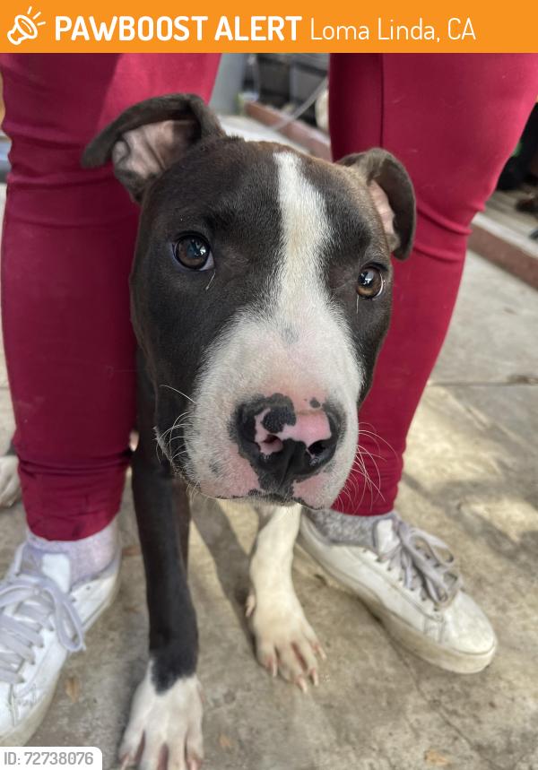 Found/Stray Male Dog last seen Whittier Ave and Lawton Ave, Loma Linda, CA 92354