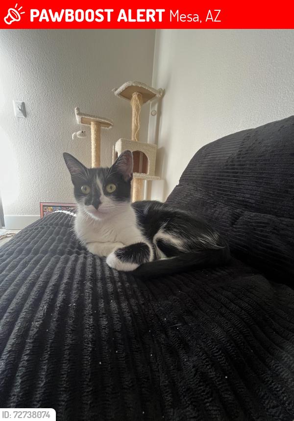 Lost Female Cat last seen Sixth st and n Mesa dr, Mesa, AZ 85201