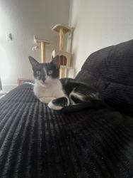 Lost Female Cat last seen Sixth st and n Mesa dr, Mesa, AZ 85201
