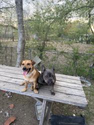 Lost Female Dog last seen Kingstone Dell Oak, San Antonio, TX 78218