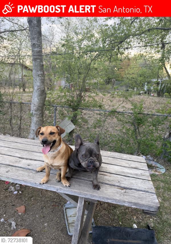 Lost Female Dog last seen Kingstone Dell Oak, San Antonio, TX 78218