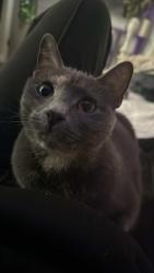 Lost Female Cat last seen Maple rd, Knoxville, TN 37912