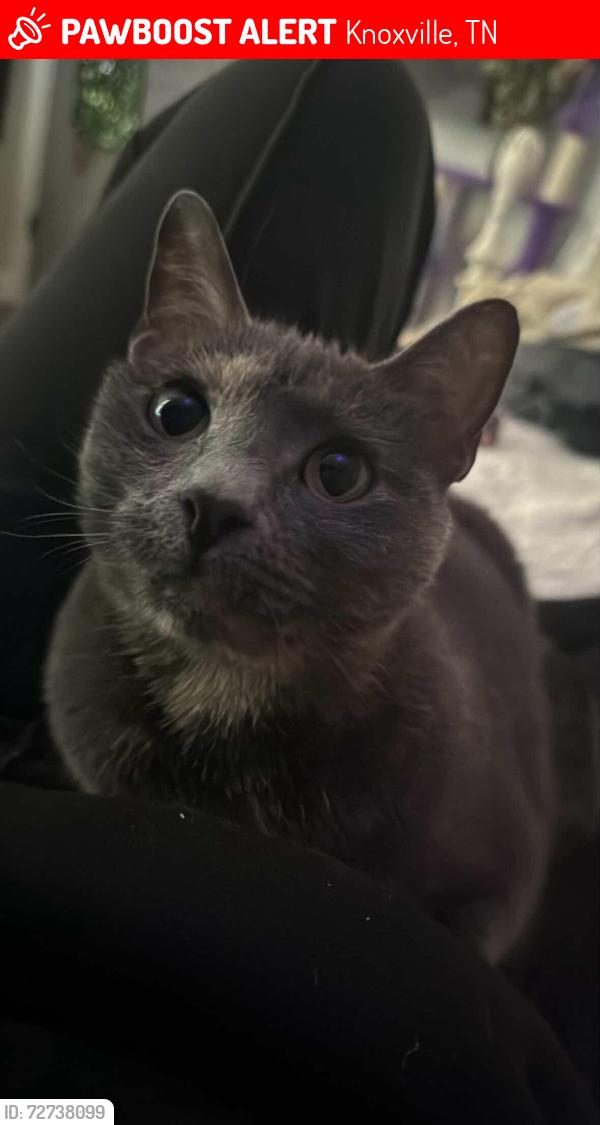 Lost Female Cat last seen Maple rd, Knoxville, TN 37912