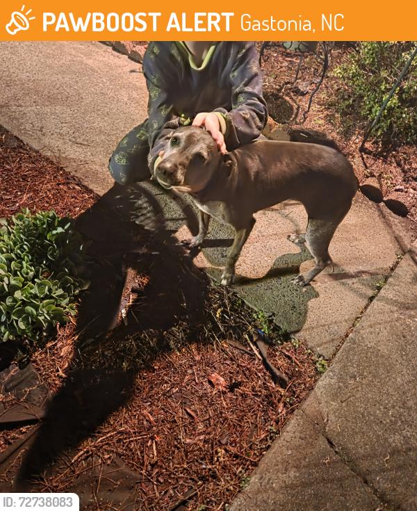Found/Stray Female Dog last seen Myrtlewoods Neighborhood , Gastonia, NC 28052