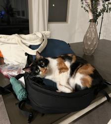 Lost Female Cat last seen Near w Claremont st Waddell , Citrus Park, AZ 85355