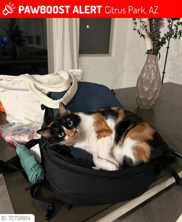 Lost Female Cat last seen Near w Claremont st Waddell , Citrus Park, AZ 85355