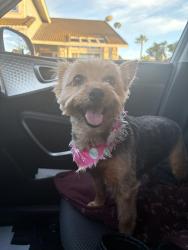 Found/Stray Female Dog last seen JEFFERSON & Dufferin right at the Gage C, Riverside, CA 92504