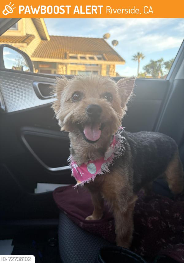 Found/Stray Female Dog last seen JEFFERSON & Dufferin right at the Gage C, Riverside, CA 92504