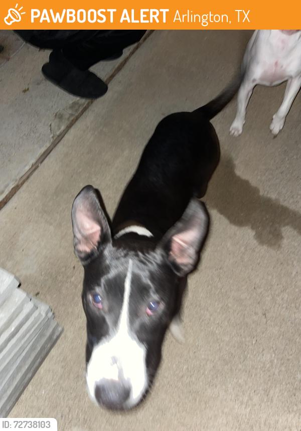 Found/Stray Male Dog last seen Lillard and Sanford, Arlington, TX 76012