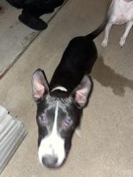 Found/Stray Male Dog last seen Lillard and Sanford, Arlington, TX 76012