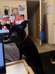 Found/Stray Female Dog last seen Near north ave , Sacramento, CA 95838