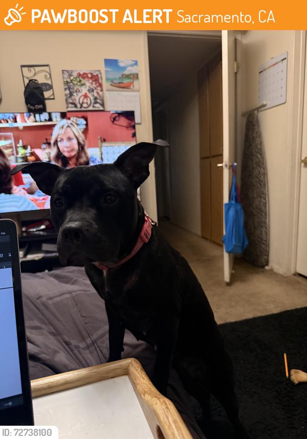 Found/Stray Female Dog last seen Near north ave , Sacramento, CA 95838