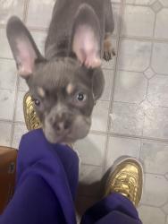 Lost Male Dog last seen Fenton and Mexico , Denver, CO 80219