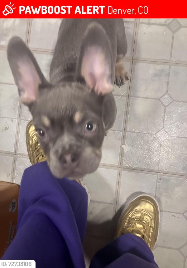 Lost Male Dog last seen Fenton and Mexico , Denver, CO 80219