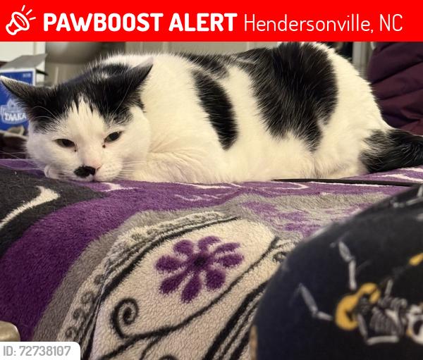 Lost Male Cat last seen Universal at Lakewood apmt complex, Hendersonville, NC 28792