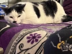 Lost Male Cat last seen Universal at Lakewood apmt complex, Hendersonville, NC 28792