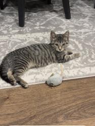 Lost Female Cat last seen Rathburn Rd, Mississauga, ON 