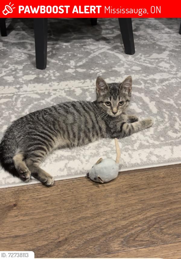Lost Female Cat last seen Rathburn Rd, Mississauga, ON 