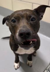 Found/Stray Unknown Dog last seen Located at Rockdale County Animal Service, 1506 Rockbridge Road, Conyers, GA 30012, Conyers, GA 30012
