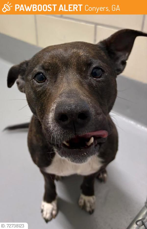 Found/Stray Unknown Dog last seen Located at Rockdale County Animal Service, 1506 Rockbridge Road, Conyers, GA 30012, Conyers, GA 30012