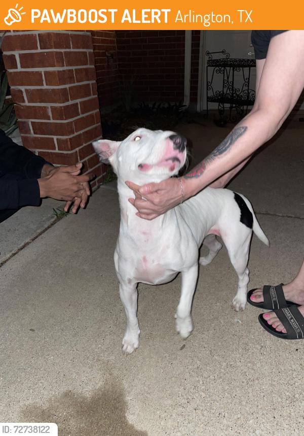 Found/Stray Female Dog last seen Sanford and Lillard, Arlington, TX 76012