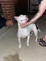Found/Stray Female Dog last seen Sanford and Lillard, Arlington, TX 76012