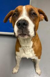 Found/Stray Unknown Dog last seen Located at Rockdale County Animal Service, 1506 Rockbridge Road, Conyers, GA 30012, Conyers, GA 30012