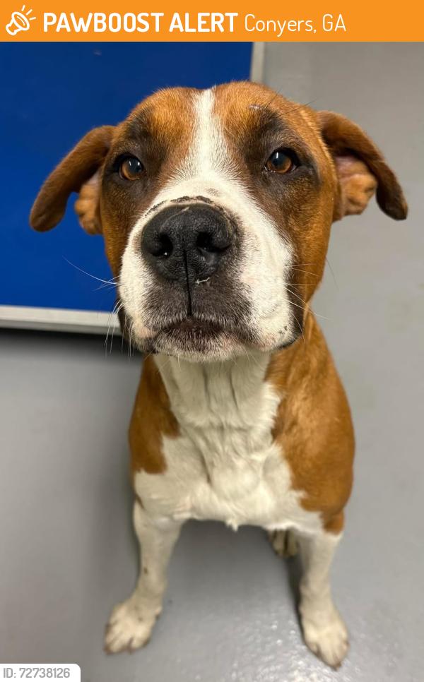 Found/Stray Unknown Dog last seen Located at Rockdale County Animal Service, 1506 Rockbridge Road, Conyers, GA 30012, Conyers, GA 30012