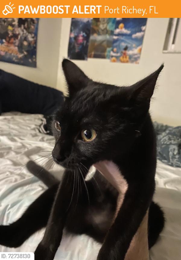 Found/Stray Female Cat last seen Lake lisa park, Port Richey, FL 34668