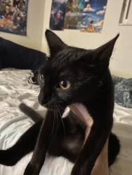 Found/Stray Female Cat last seen Lake lisa park, Port Richey, FL 34668