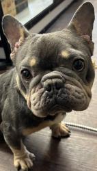 Lost Male Dog last seen Jonestown Road at I-40 bridge, Winston-Salem, NC 27103