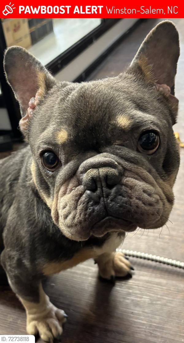 Lost Male Dog last seen Jonestown Road at I-40 bridge, Winston-Salem, NC 27103