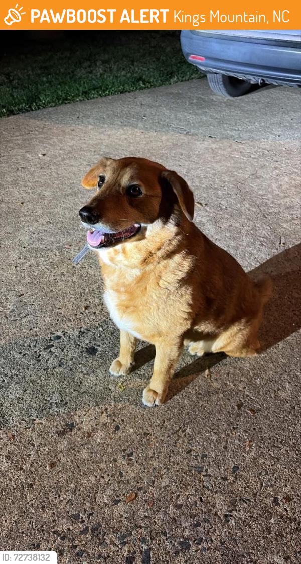 Found/Stray Female Dog last seen Hwy 161, Kings Mountain , Kings Mountain, NC 28086