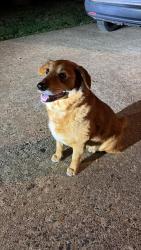 Found/Stray Female Dog last seen Hwy 161, Kings Mountain , Kings Mountain, NC 28086