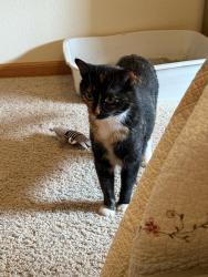Lost Female Cat last seen Michael & Evers, Muskegon, MI 49441