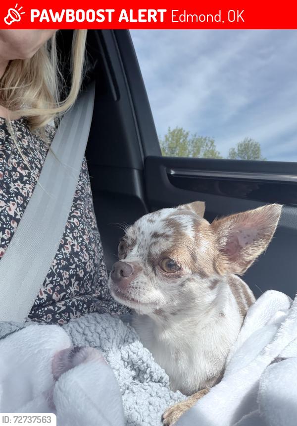 Lost Female Dog last seen Second street and Danforth Saints Blvd Arbor Creek Additions, Edmond, OK 73034