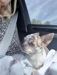 Lost Female Dog last seen Second street and Danforth Saints Blvd Arbor Creek Additions, Edmond, OK 73034