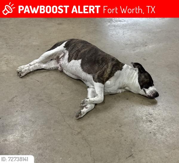 Lost Male Dog last seen Beach St, Fort Worth, TX 76137