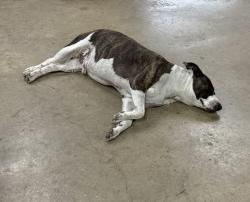 Lost Male Dog last seen Beach St, Fort Worth, TX 76137